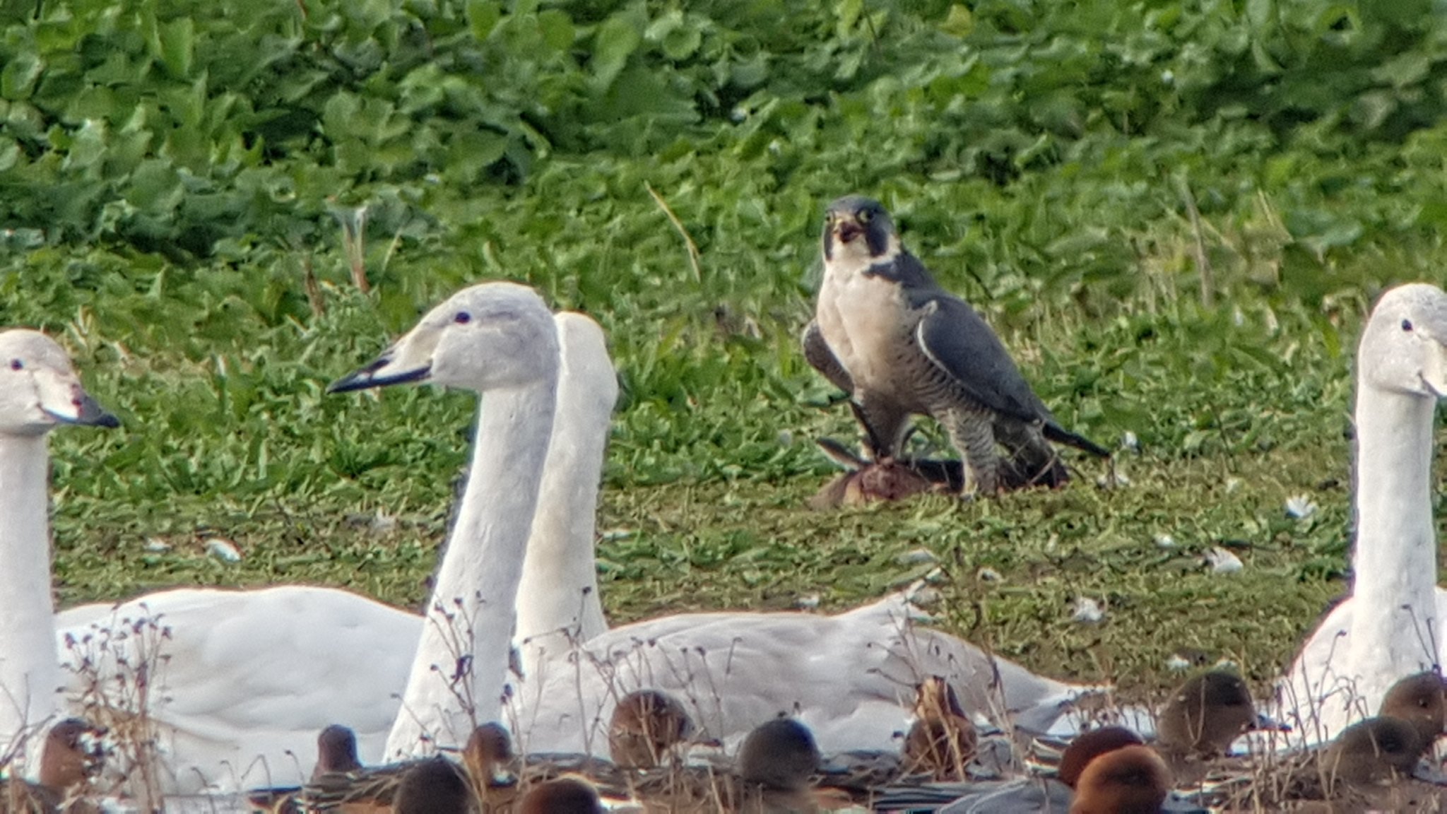 Whoopers and Wigeon look on as a Pererine eats a Wigeon