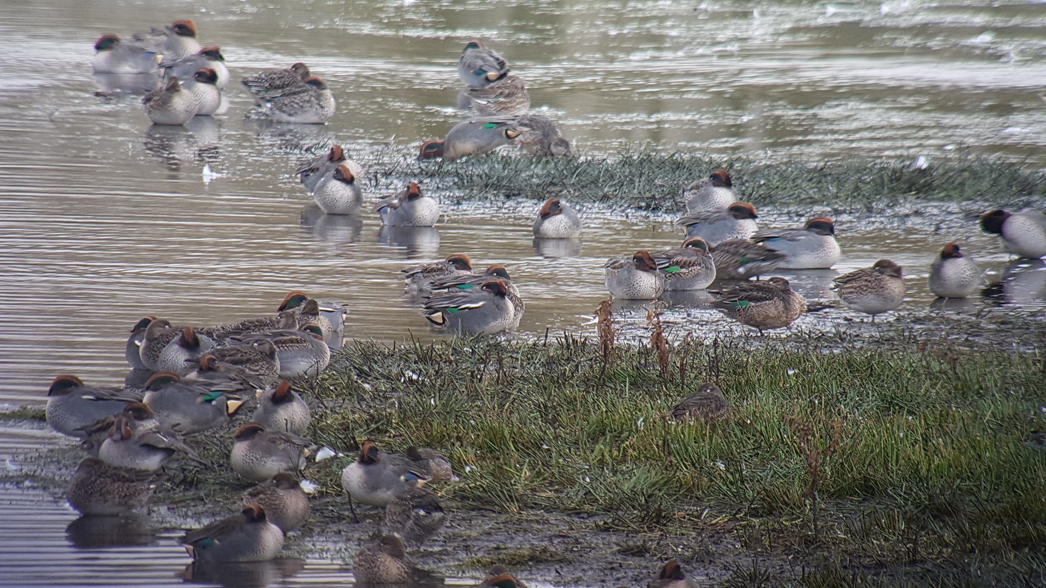 Sleeping Teal