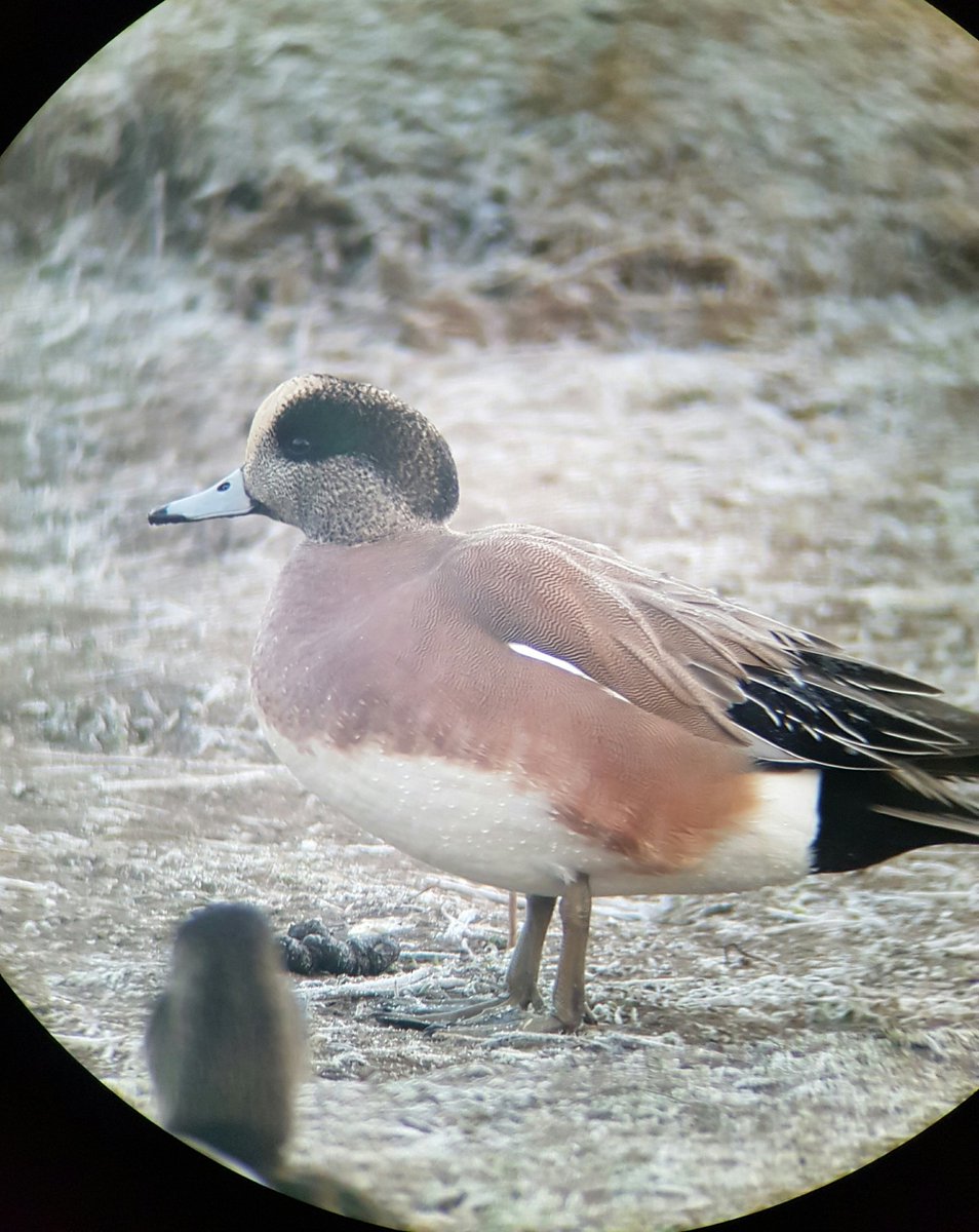 American Wigeon - Photo by Dan Gornall