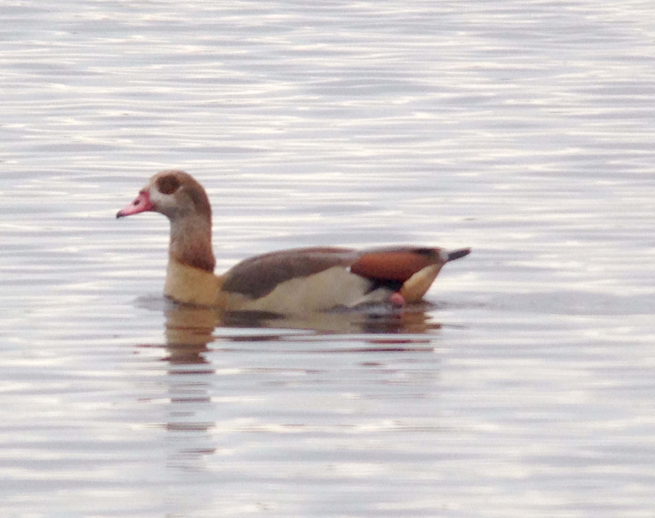 egyptian-goose