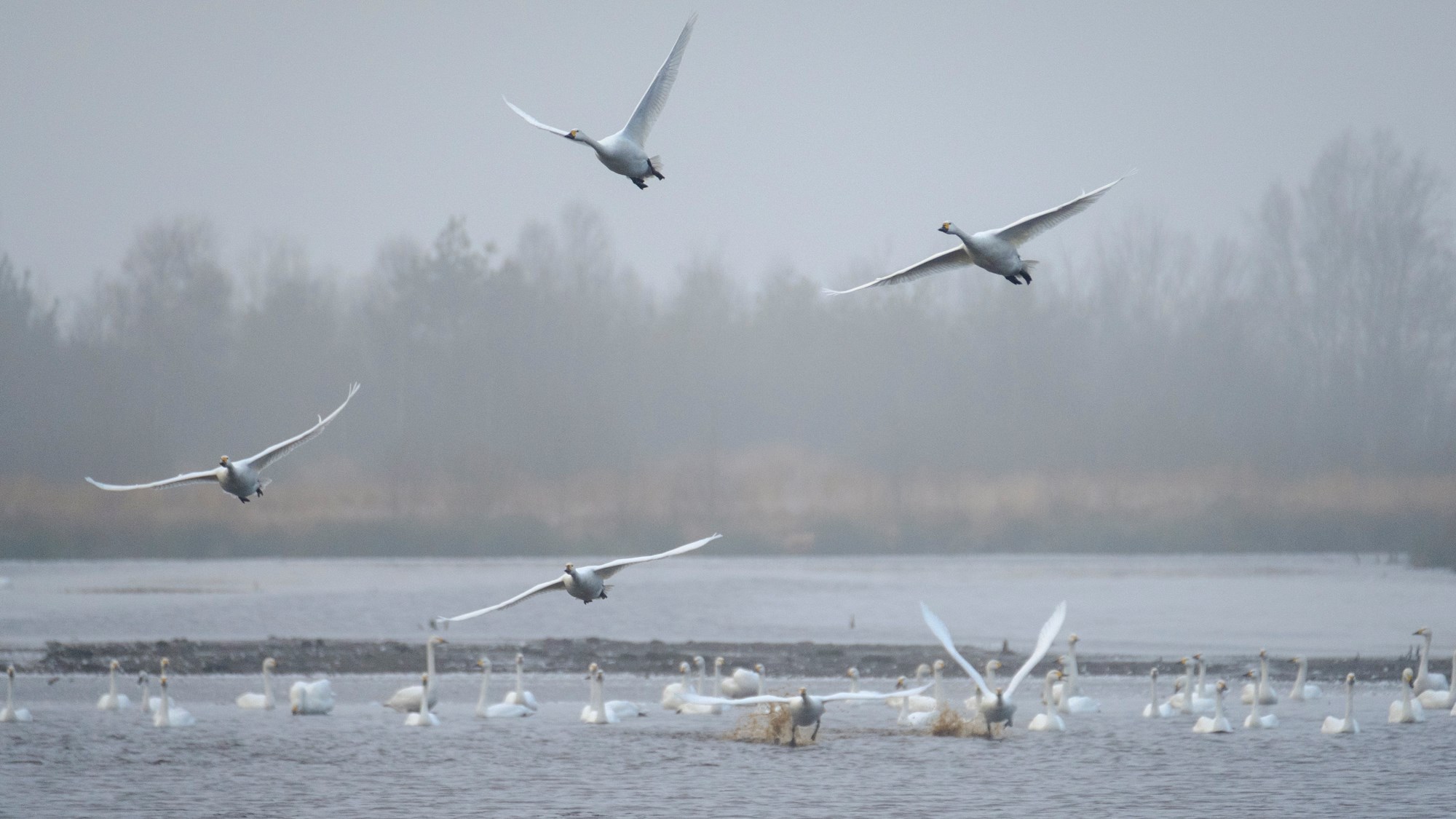 Swans at Dohren, Germany 