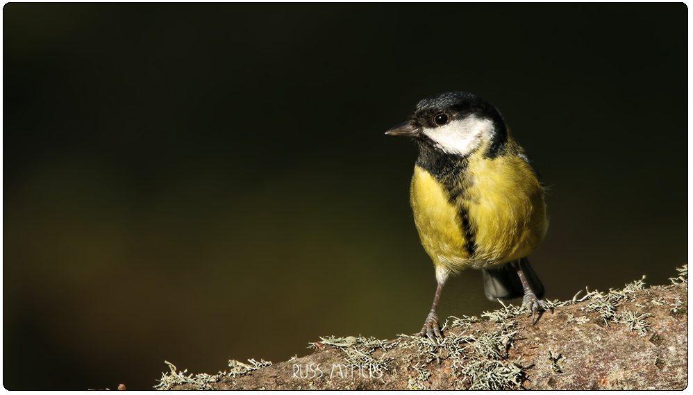 great-tit