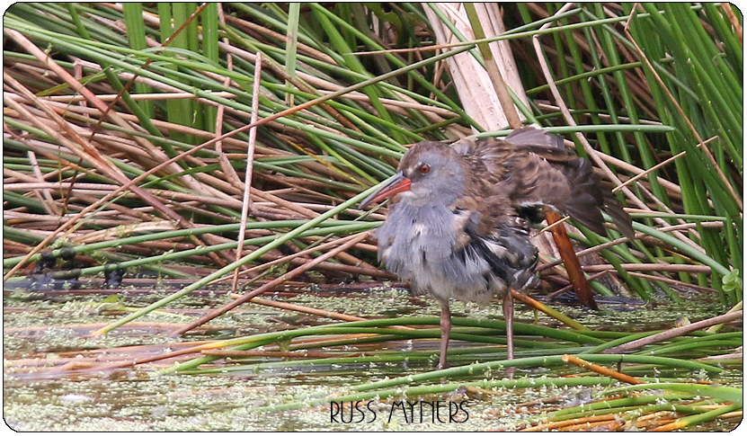 Water Rail Cr. Russ Myners