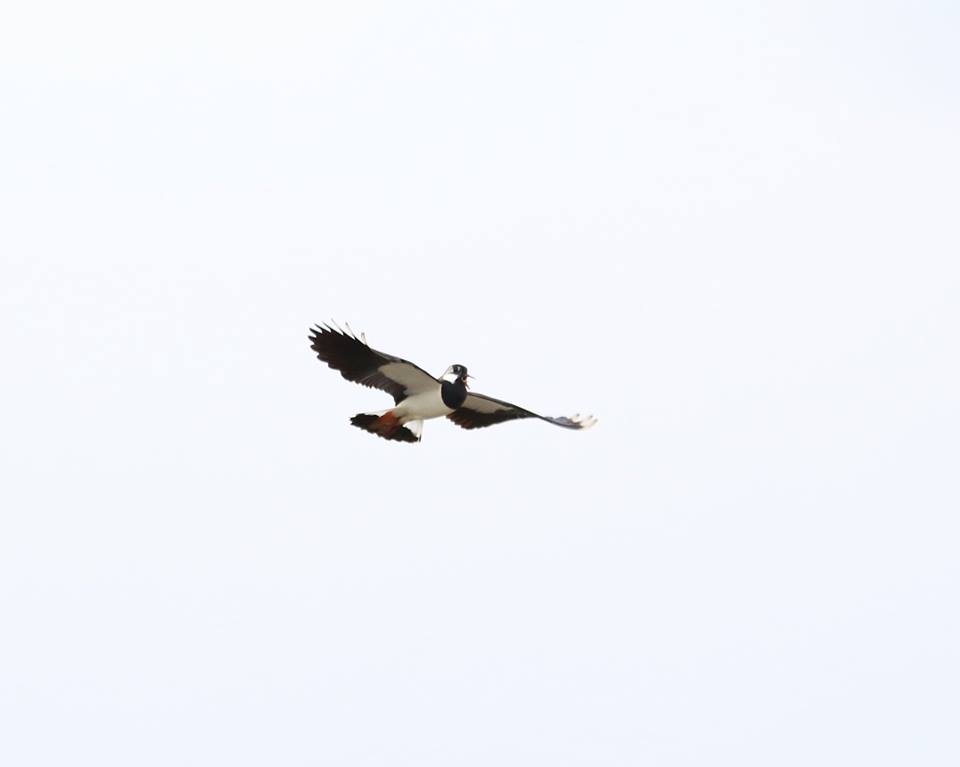 lapwing-display-cr-rob-werran
