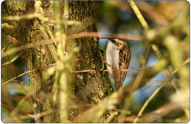 Treecreeper Cr. Russ Myners