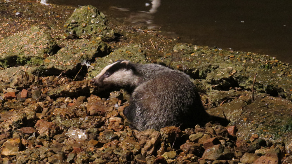 Badger at the floodlit swan feed
