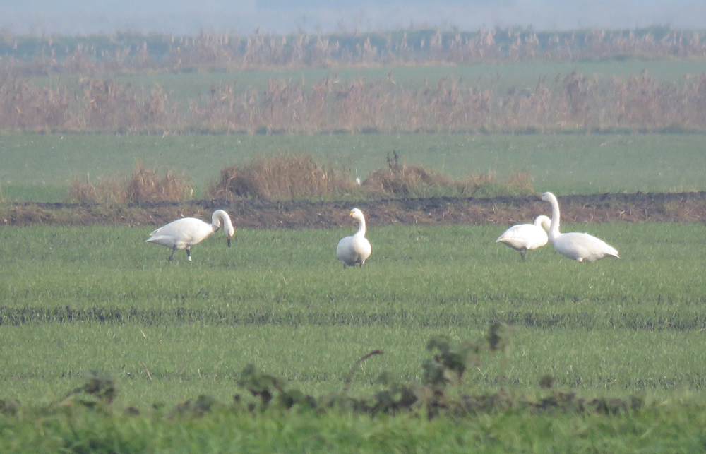 Leho the GPS tagged Bewick's swan