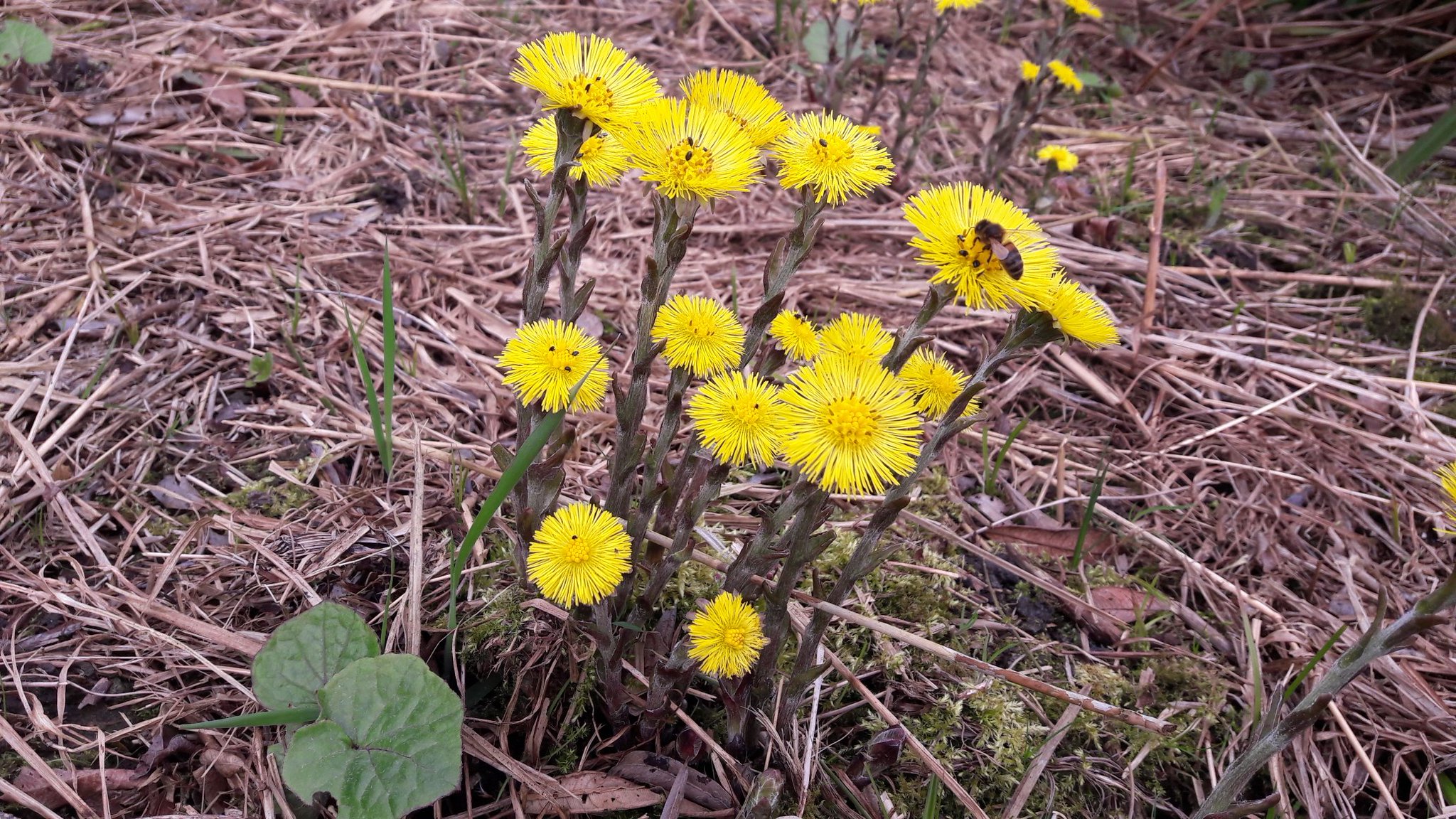 Coltsfoot in flower
