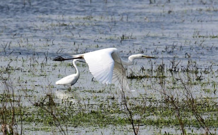 Great white egret flying by a little egret by Jane Rowe