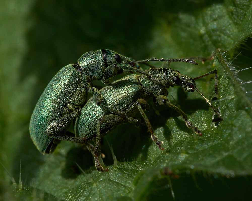 Neetle Weevil pair by Kim Tarsey