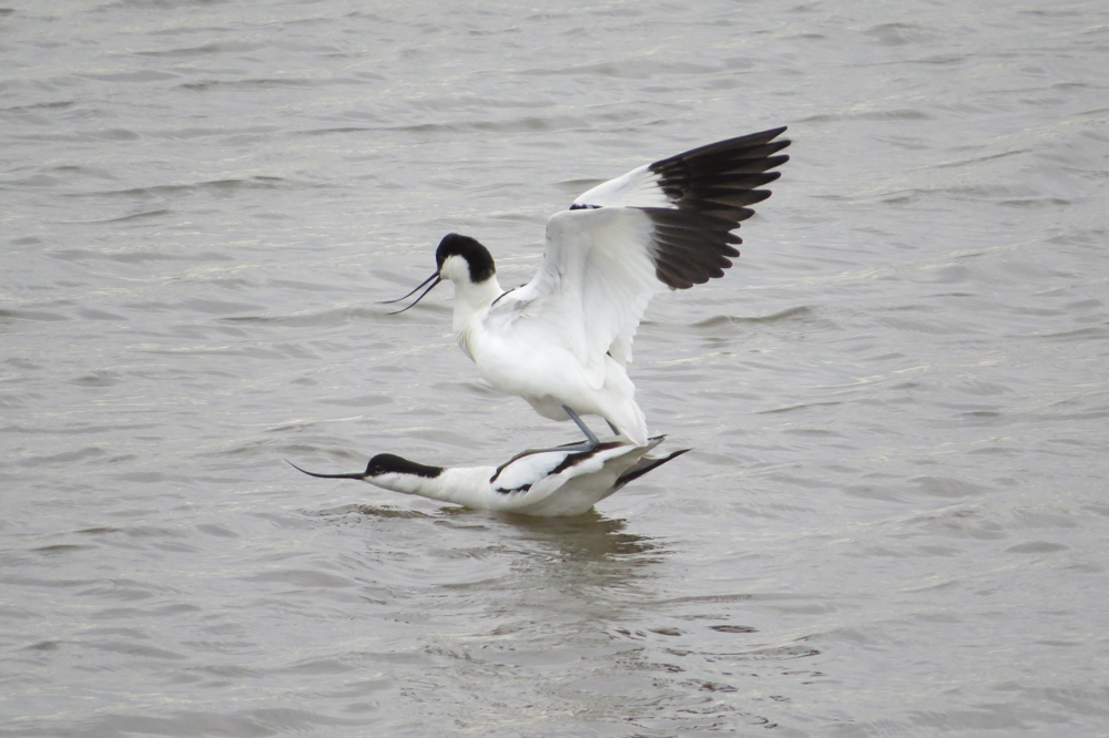 Avocets mating