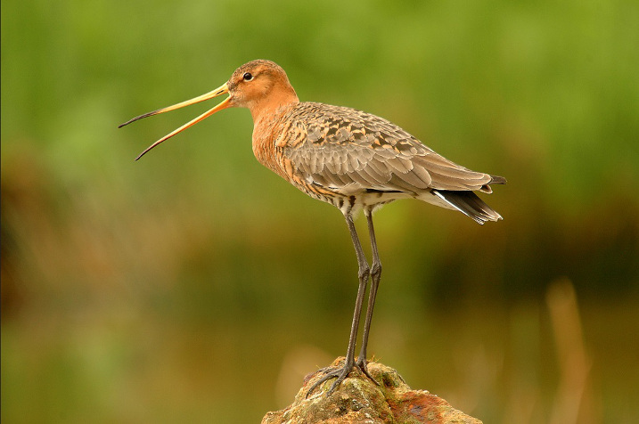 Adult black-tailed godwit (c) David Morris (RSPB)