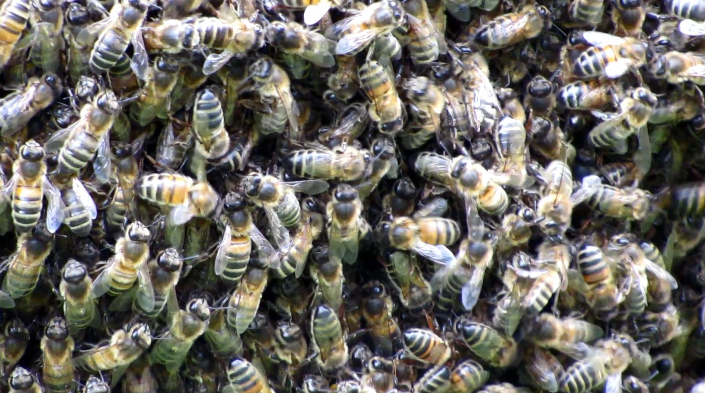 Honeybee in swarm from the Bug Hotel in our Meadow Maze 