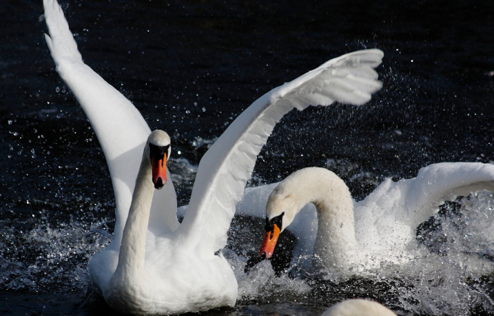 Are swans more aggressive than other birds?