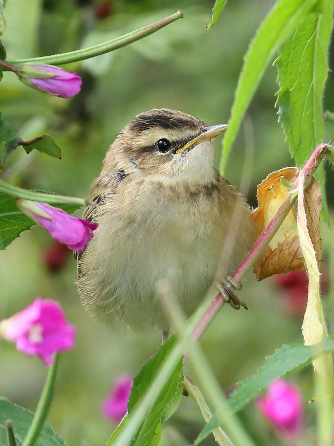 Young Sedge warbler in the Reedbed on Sun 30 July photographed by Mike Jerome.