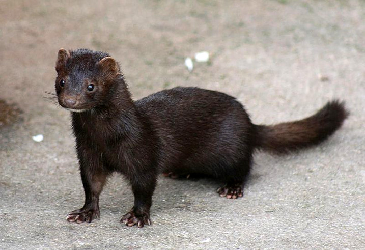 Multi-billion pound bill from 'nature invaders' set to soar post-Brexit
