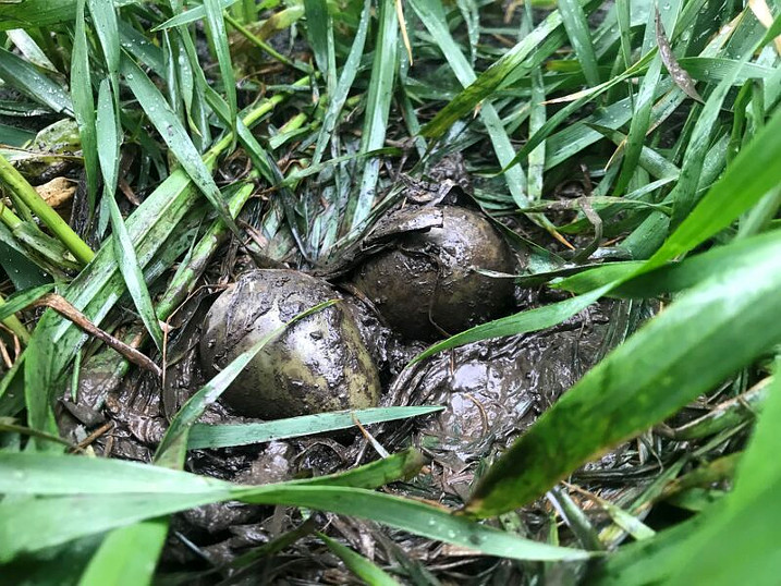 Rescue effort saves rare eggs after spring flooding