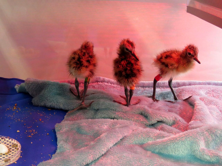 Rare eggs hatch after spring flooding rescue