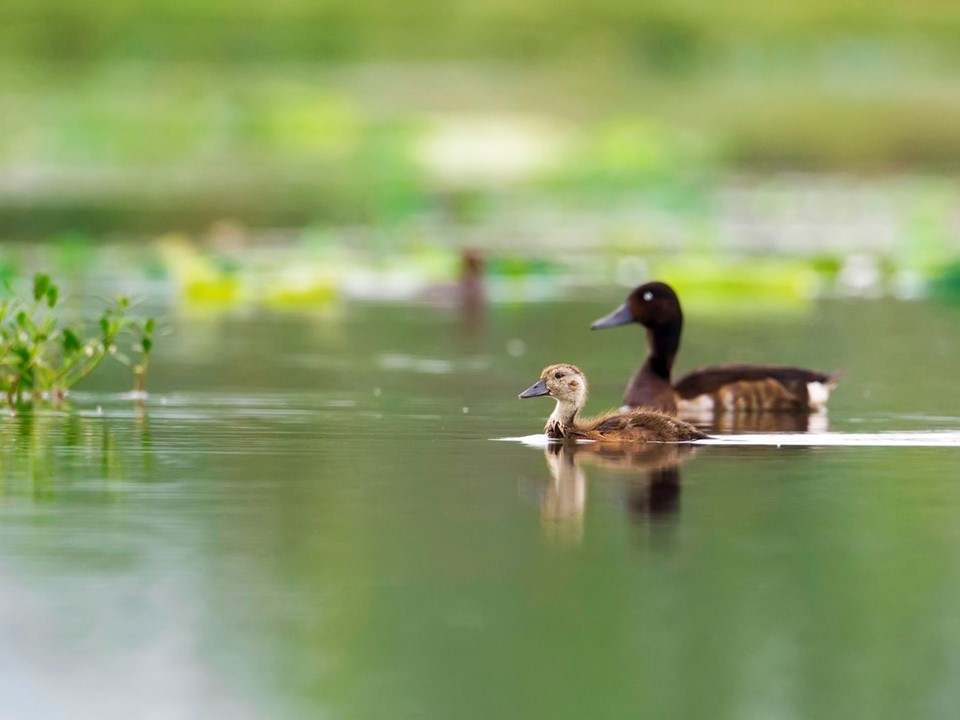 Baby Baer's! First sighting of duck family confirms rare bird is breeding