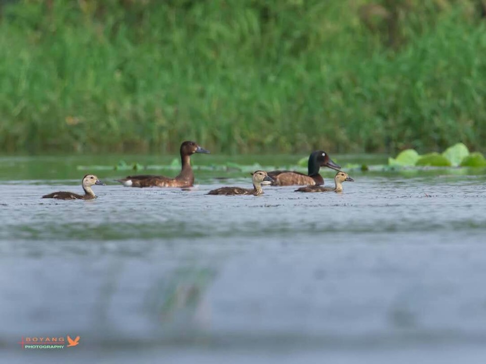 Baer's pochard with young (c) LUO Jianhong - Boyang Photography