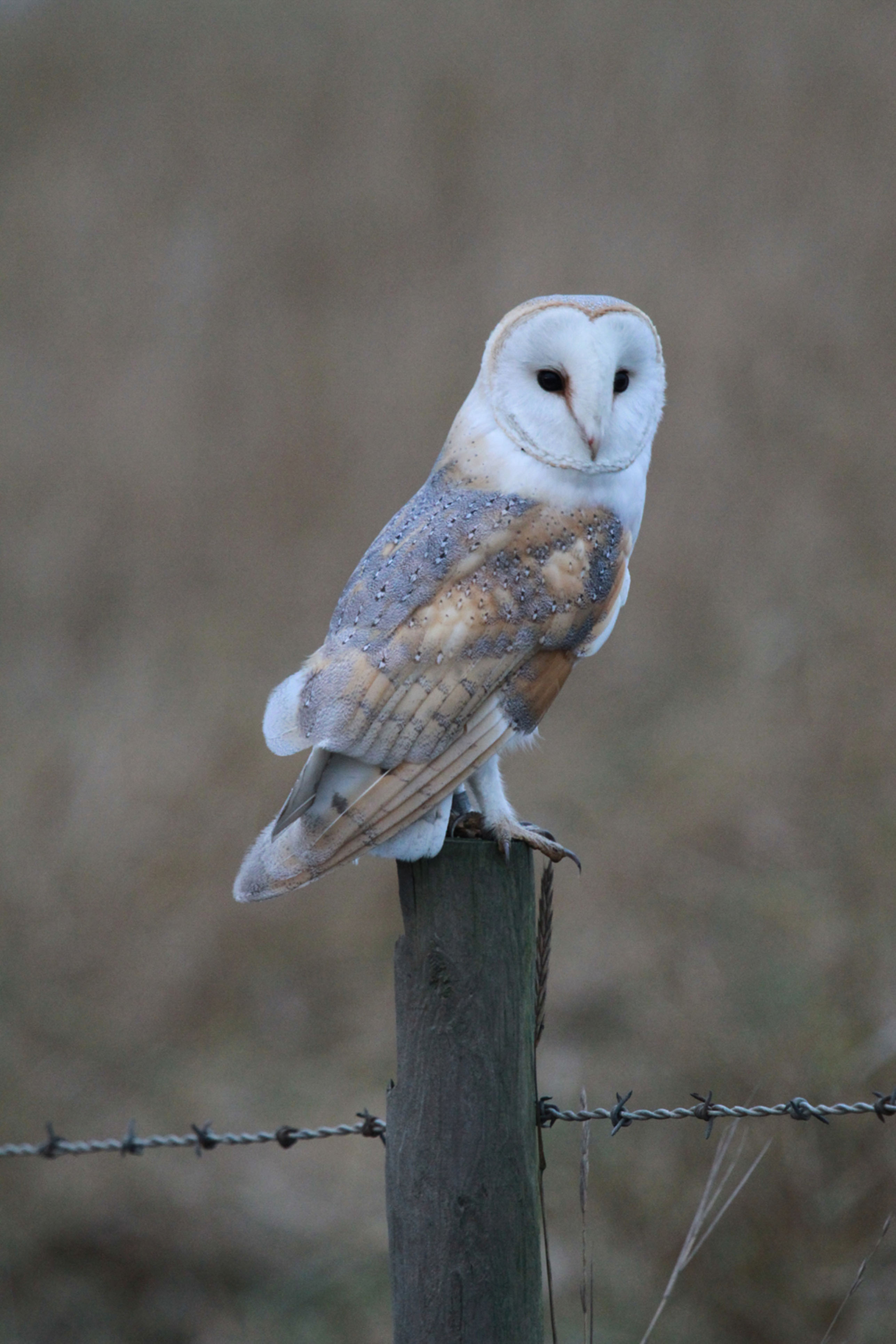 Bat & Barn Owl Nights | WWT