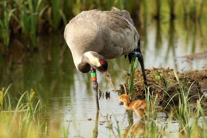 Cranes here to stay, new model predicts
