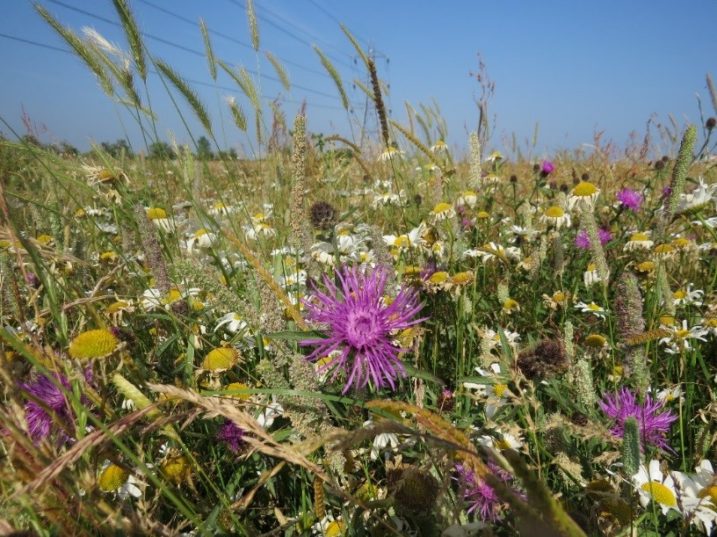 Raven Meadow, mid-summer