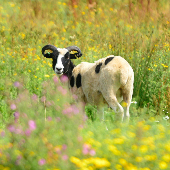 One of 19 Jacob sheep introduced onto the grazing marsh habitat this summer.
