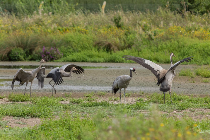The Comeback Crane