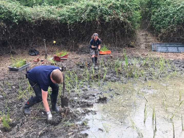 Rare plant with roots in south returns to Arundel after century's absence
