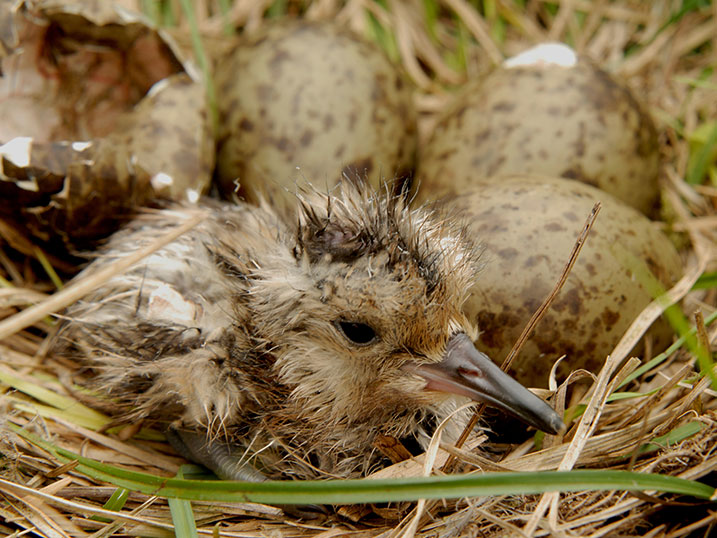 Curlew chick in nest 