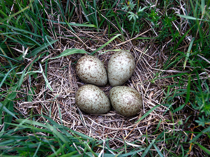 Four curlew eggs 