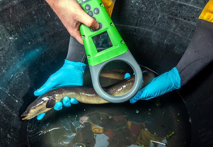 Fish and chips: Eels microchipped to track species on the brink