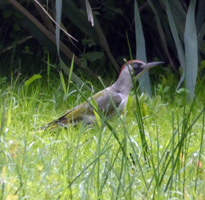 Green woodpecker hunting for insects in the grass near the Scrape hide. Photo: Andrew Burns, WWT volunteer