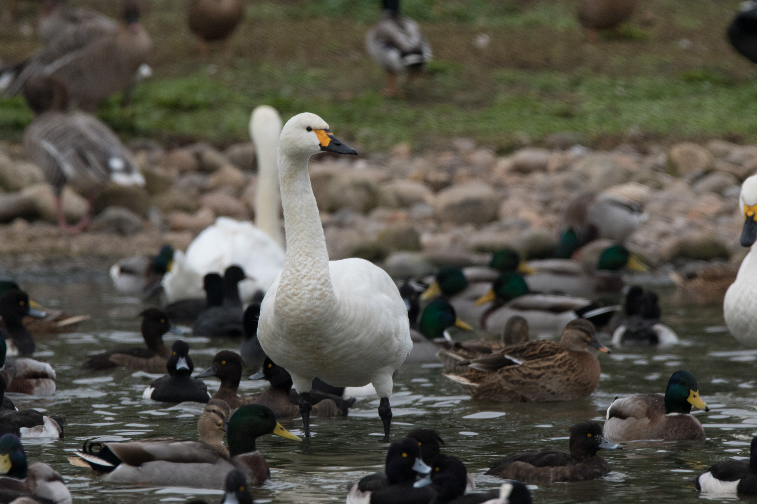 Bewick's swan