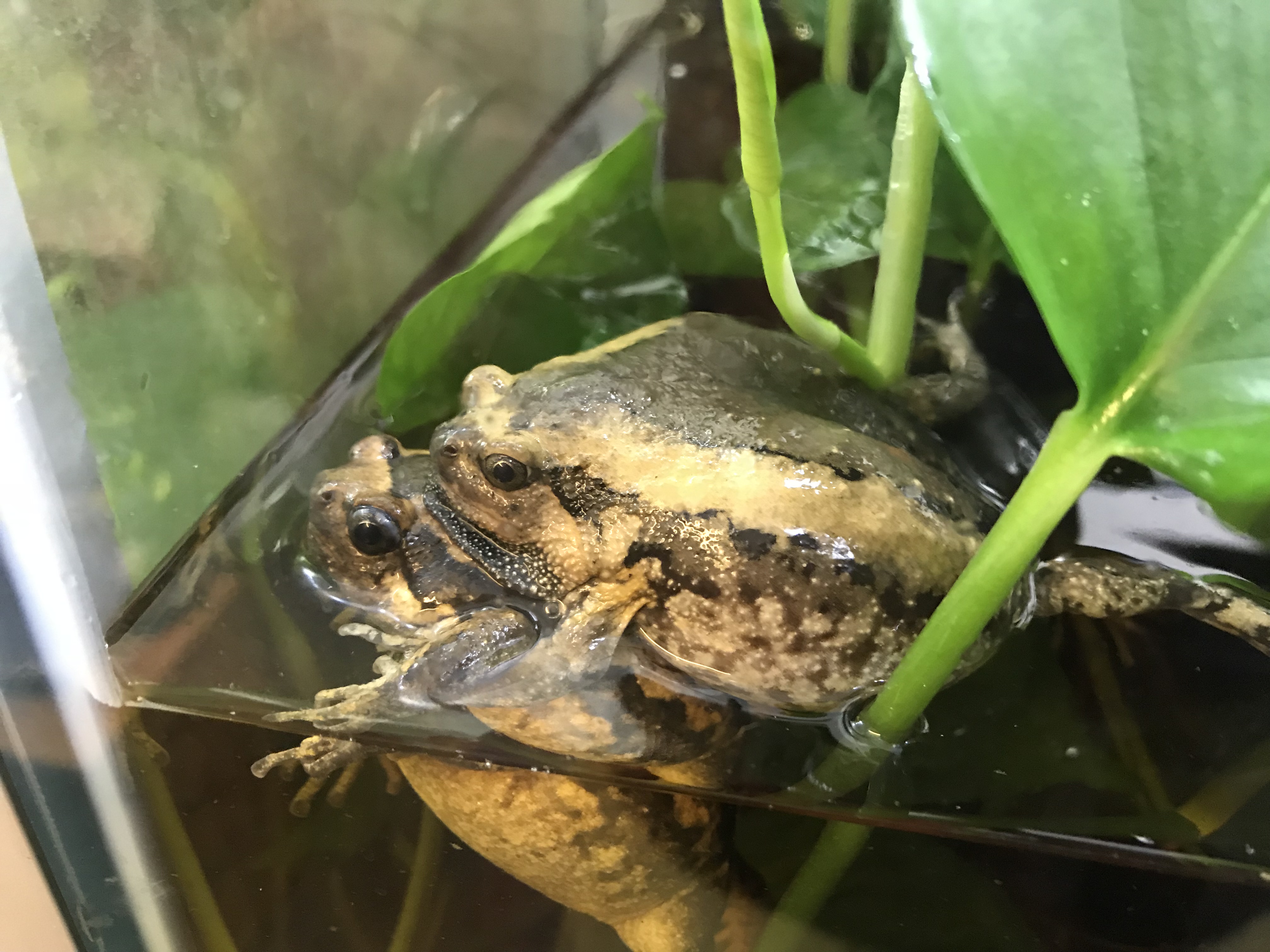 Asian bullfrogs breed in captivity for the first time at Slimbridge WWT
