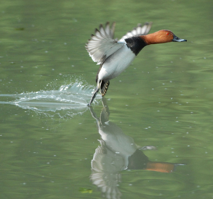 Latest WWT science journal shines light on lives of wetland birds