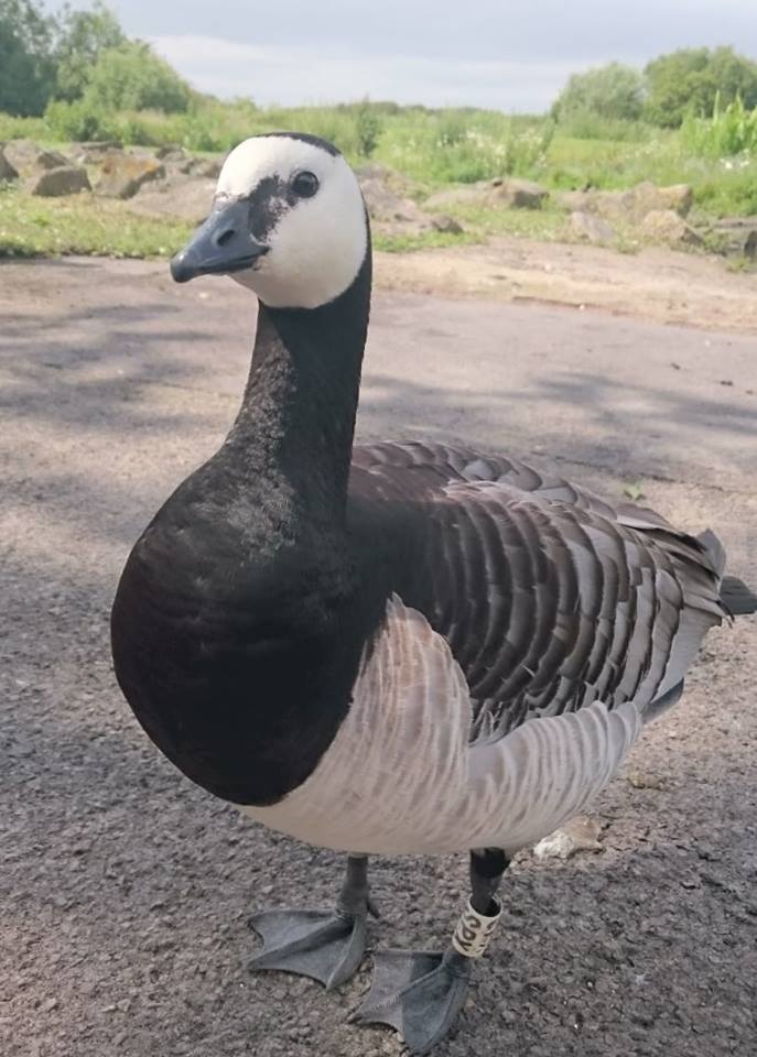 Barnacle Goose  Facts, pictures & more about Barnacle Goose