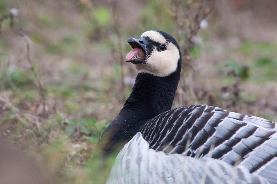 Barnacle Goose  Facts, pictures & more about Barnacle Goose