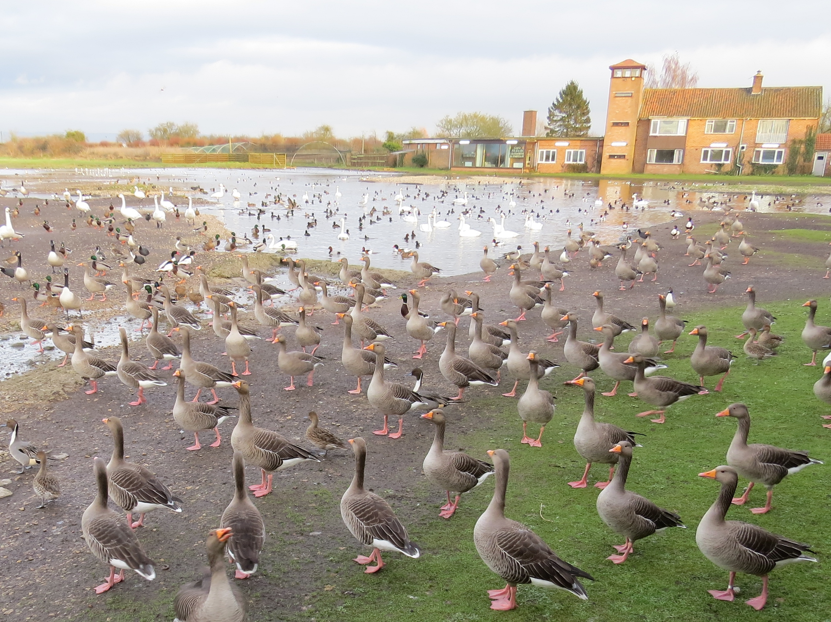 Wetlands key to biodiversity
