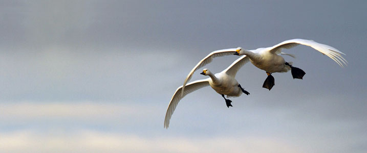 Bewick's swan flying