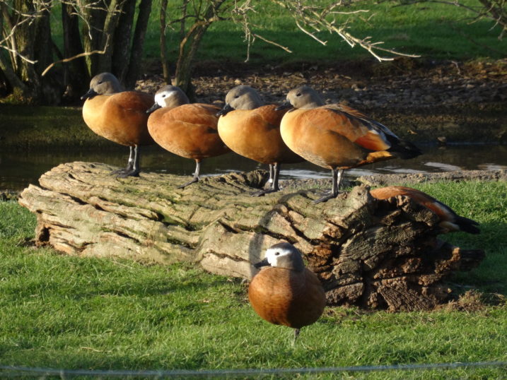 Group of Cape shelduck resting on a log