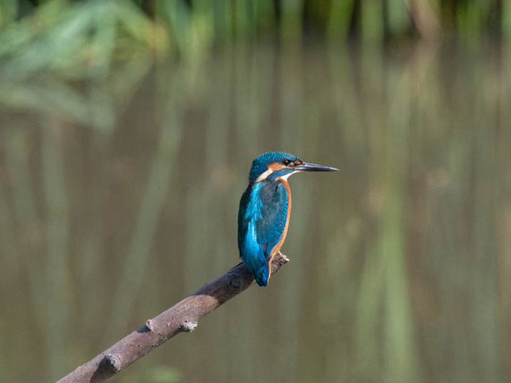 A kingfisher in a wetland