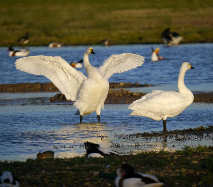 Annual 'swanfall' begins as Slimbridge welcomes over 50 migratory Bewick's swans