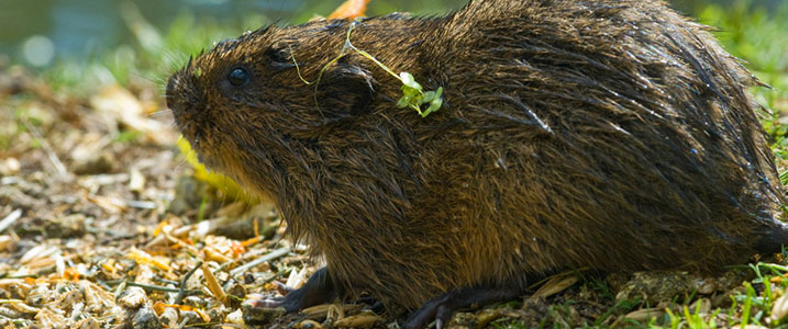 Water vole in a wetland