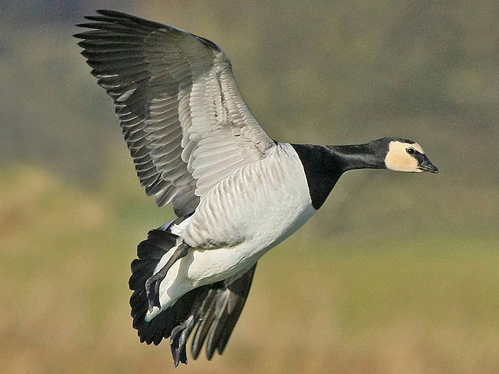 Barnacle Goose