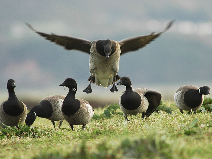 Brent Geese