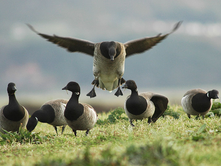 Brent Geese