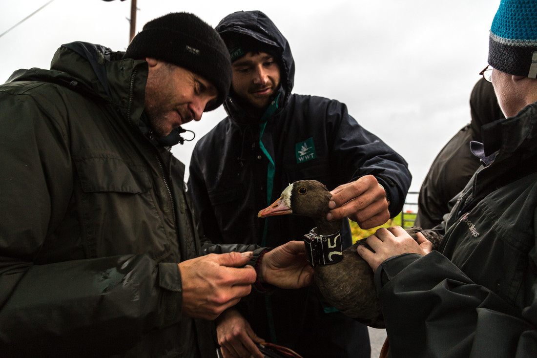 Welsh and English protection for declining geese