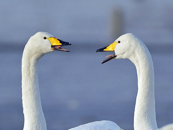 Whooper Swans